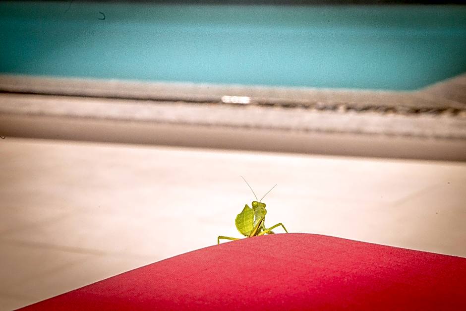 Mui Ne Hills Budget Hotel