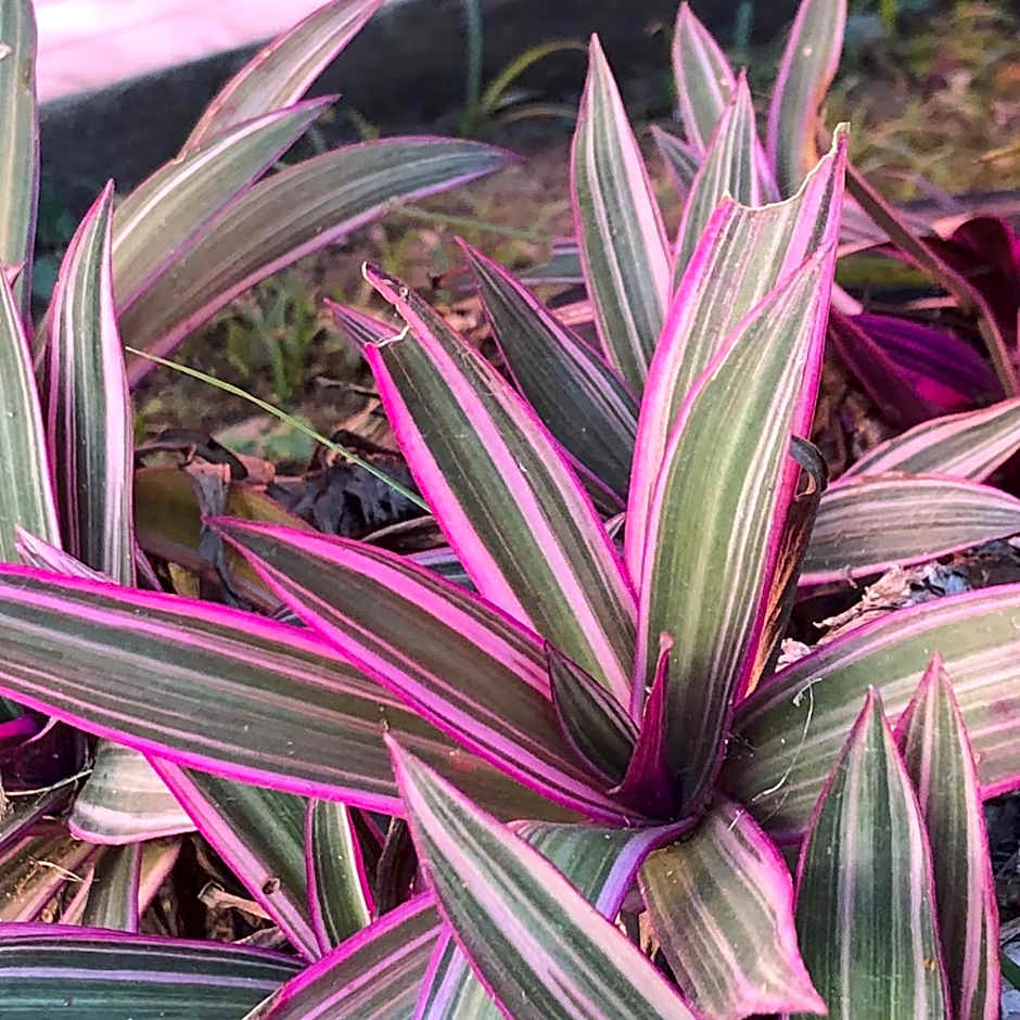 Pousada Beija Flor-Lumiar - Piscinas e Café