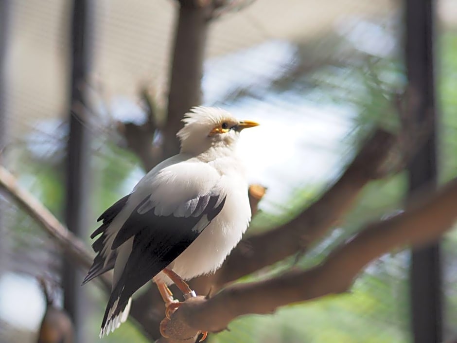 Aviary Bintaro