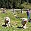 Alphotel Mittersill incl National Park Sommercard