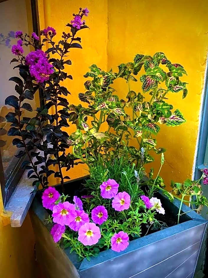 HIGOS CHUMBOS, CASA RURAL COMPARTIDO