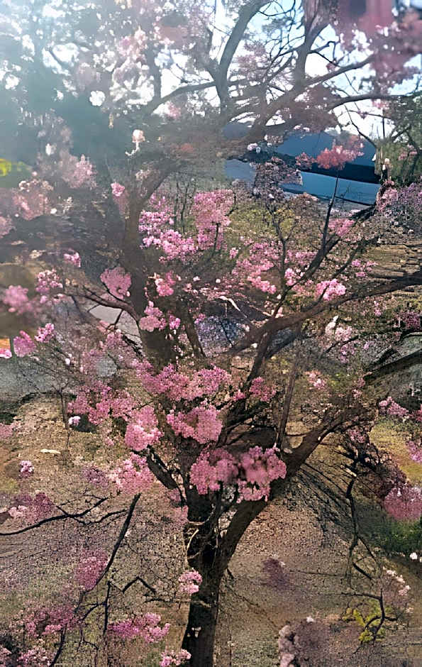 Vista p/parque, perto de tudo. Apto inteiro (loft)