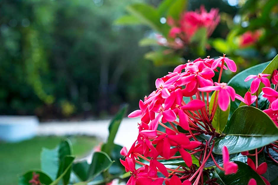 The Explorean Kohunlich - All Inclusive