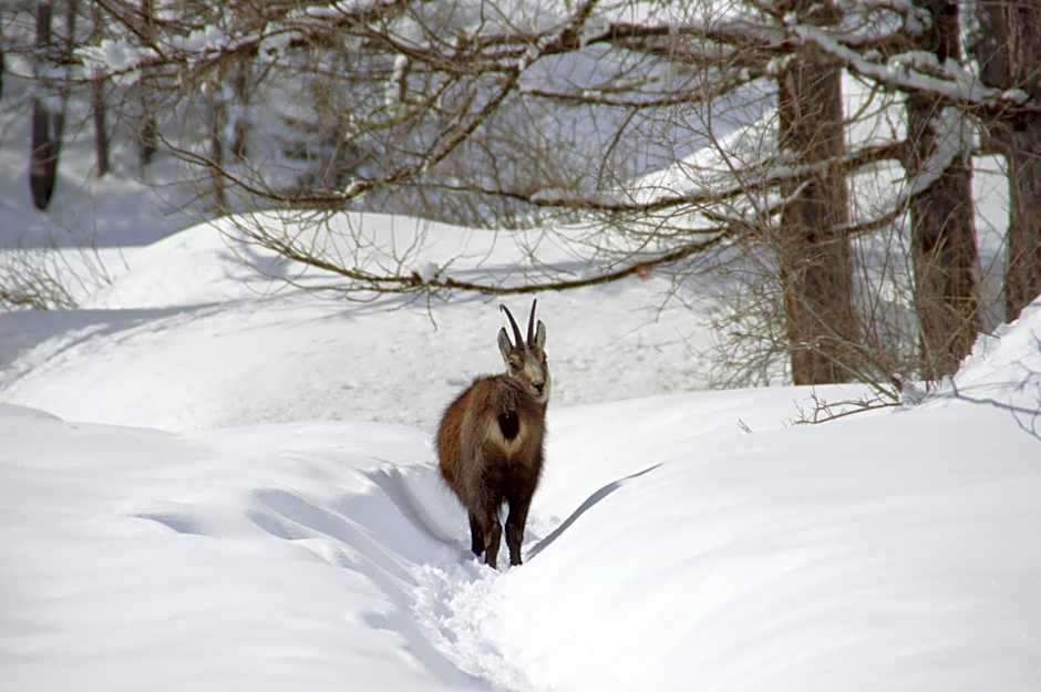Hotel Petit Dahu - Chambres et Restaurant