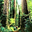 Redwood Suites