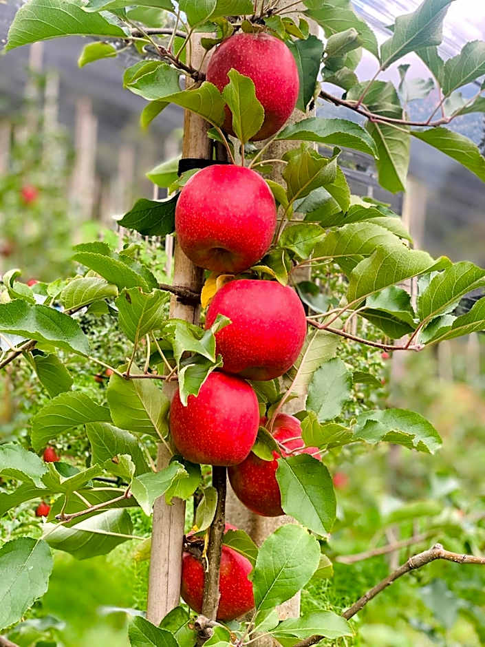 Tannerhof Bed & Breakfast