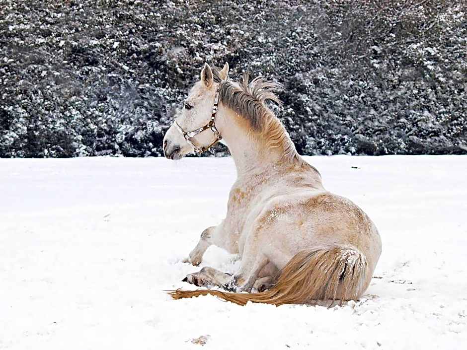 Pytloun Chateau Hotel Ctěnice