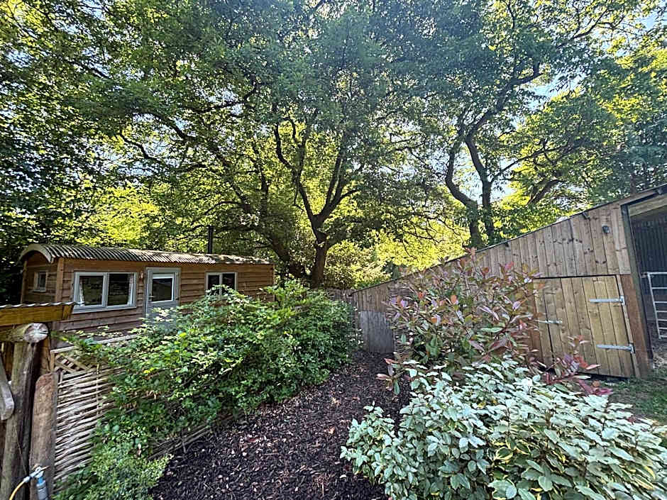 Shepherd’s delight