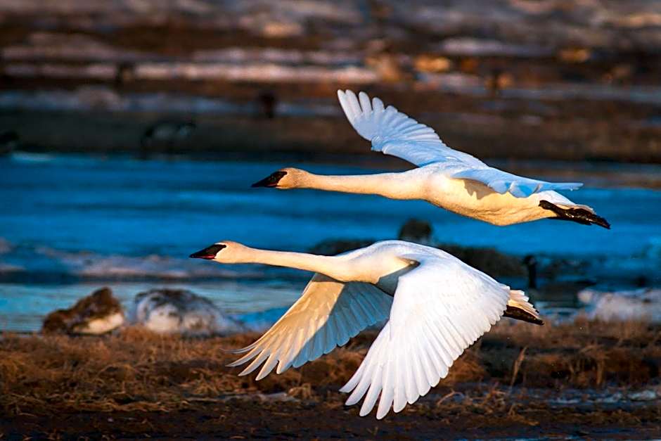 Candlewood Suites Fairbanks By IHG