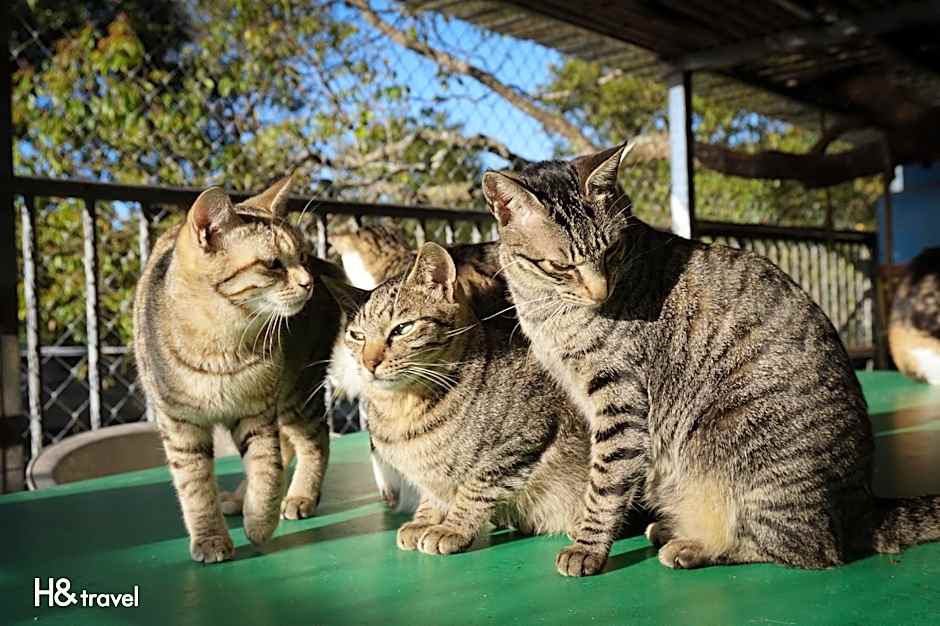 Seeking-Alishan Sunrise