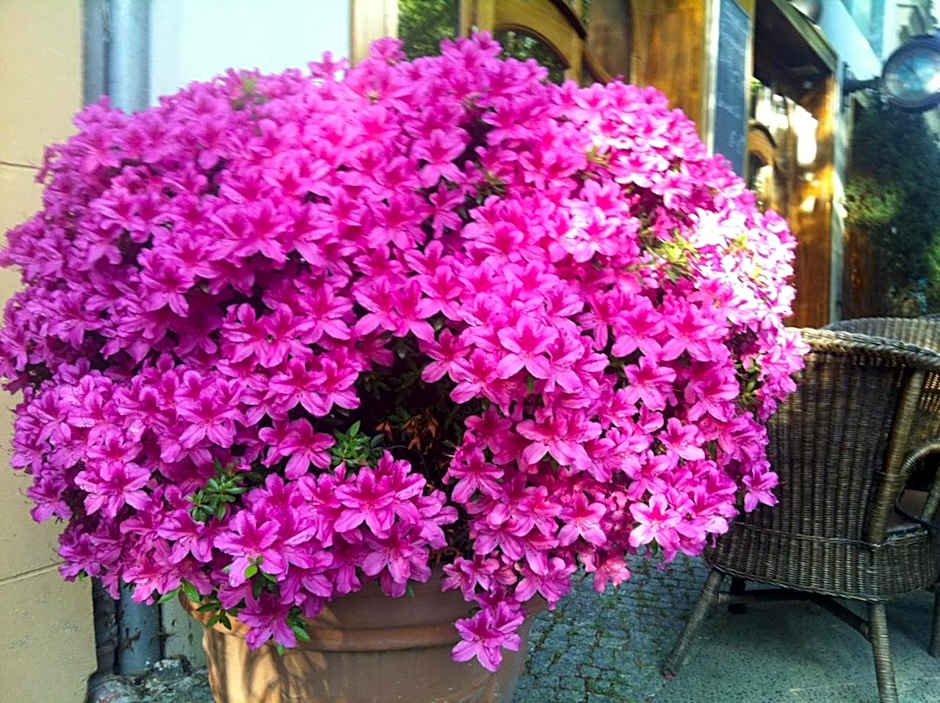 ackselhaus & blue Home