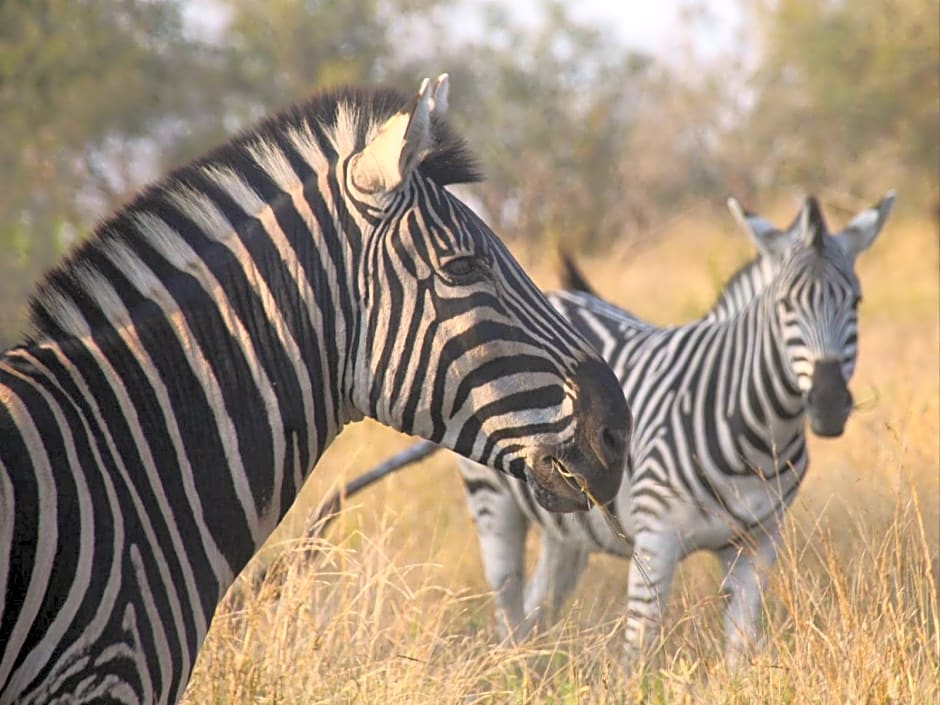 Masorini Bush Lodge & Safari Tents
