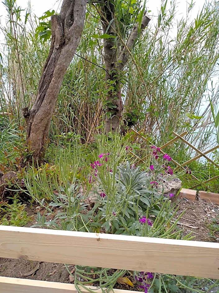 mare di zante "mare di levante"