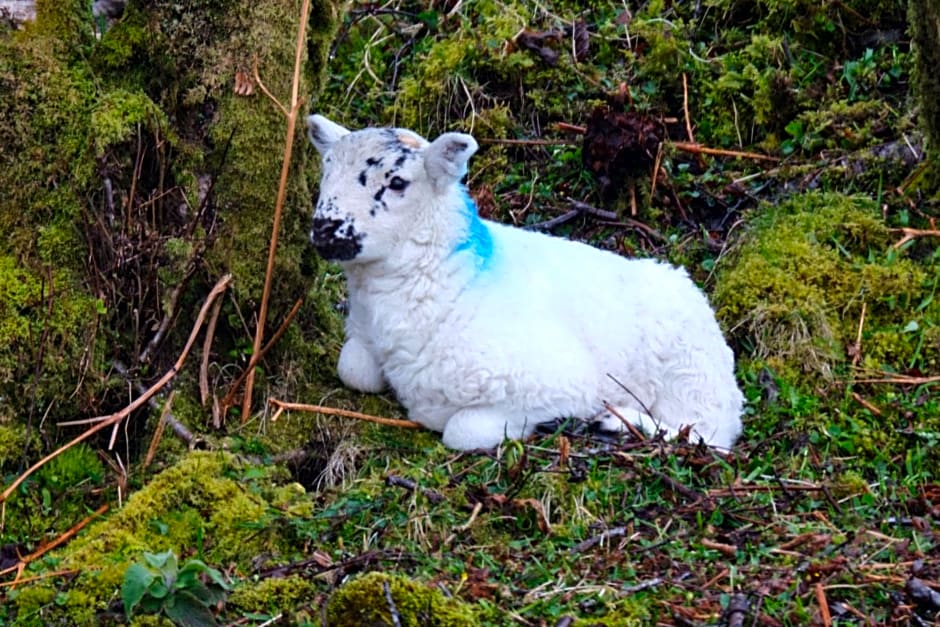 Hazelbank Bed and Breakfast