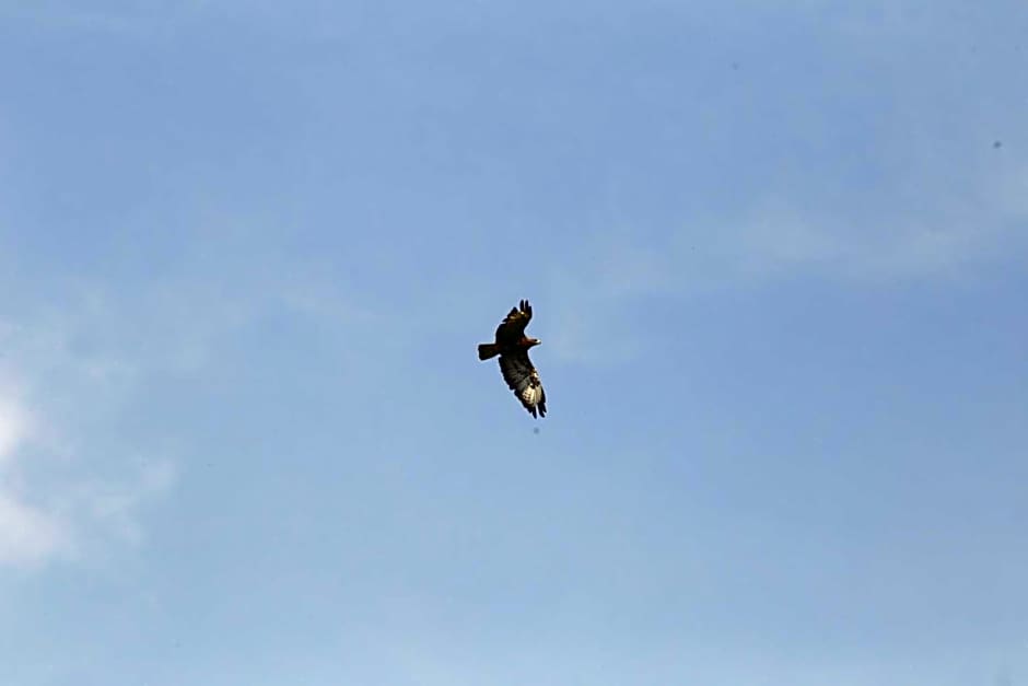 Domki w Smolniku z możliwością apiterapii