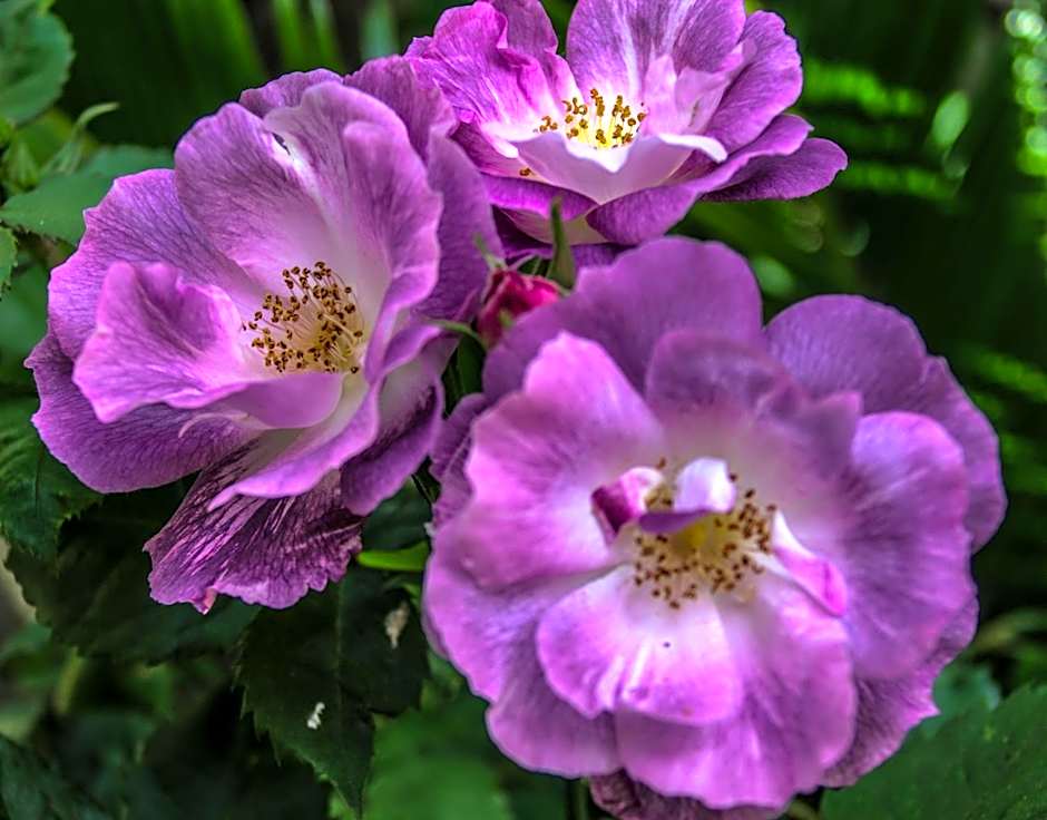 Château De Siran - Hôtel & Spa