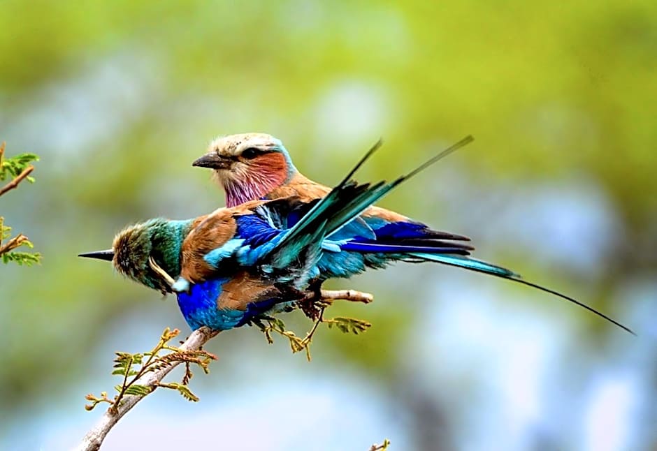 Honeyguide Tented Safari Camp - Khoka Moya