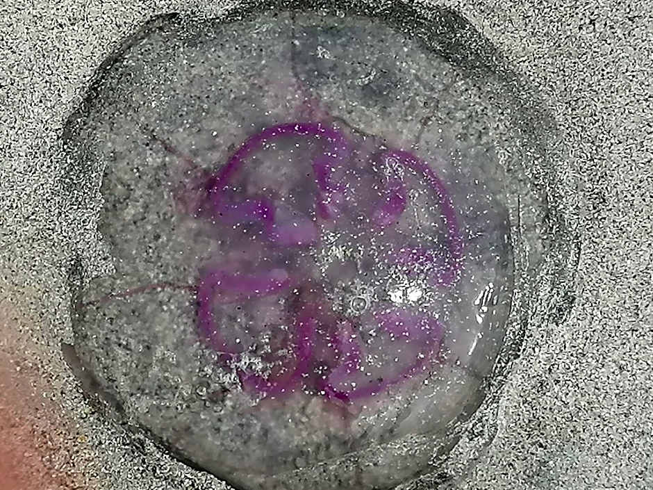 The Fisherman's Snug self catering North Uist