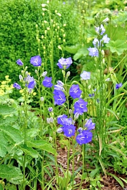 Gaestehaus Kiekmolrin