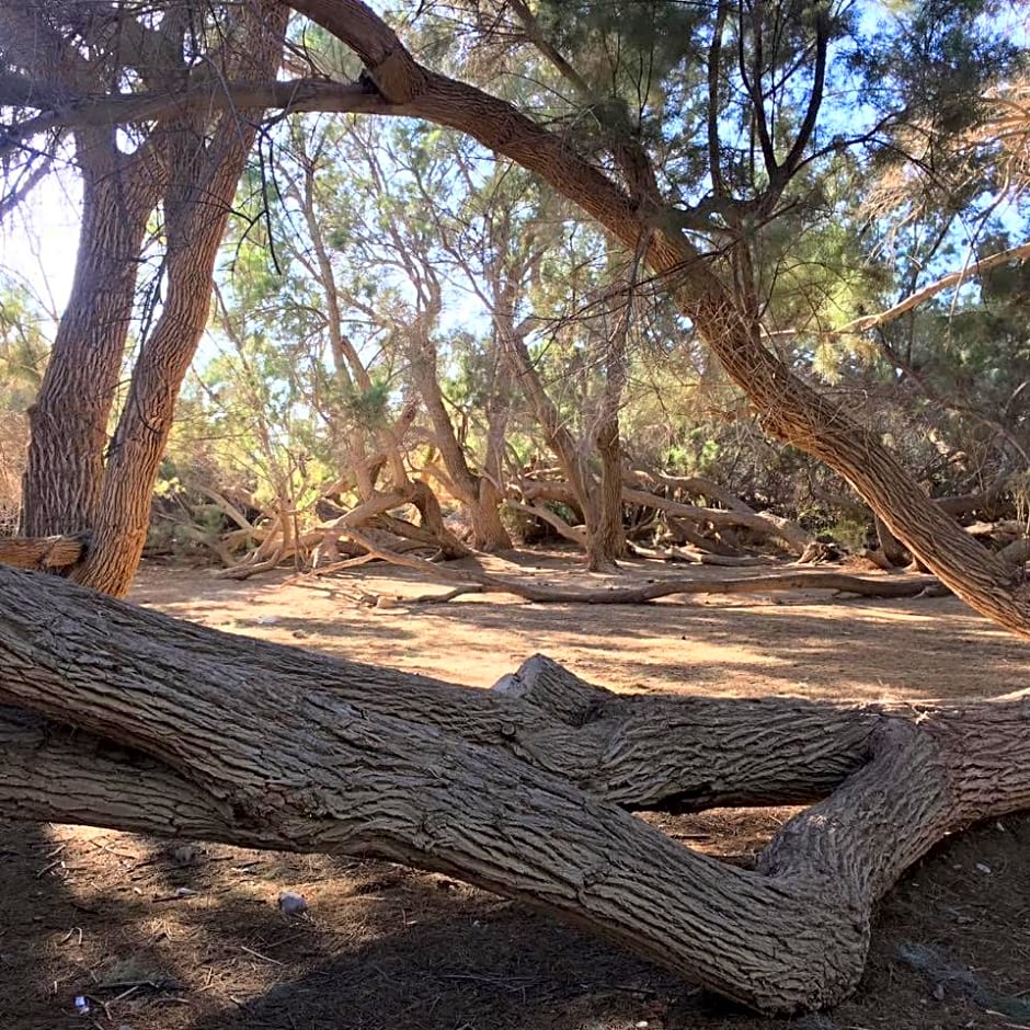 המצפה-אירוח מדברי בעזוז