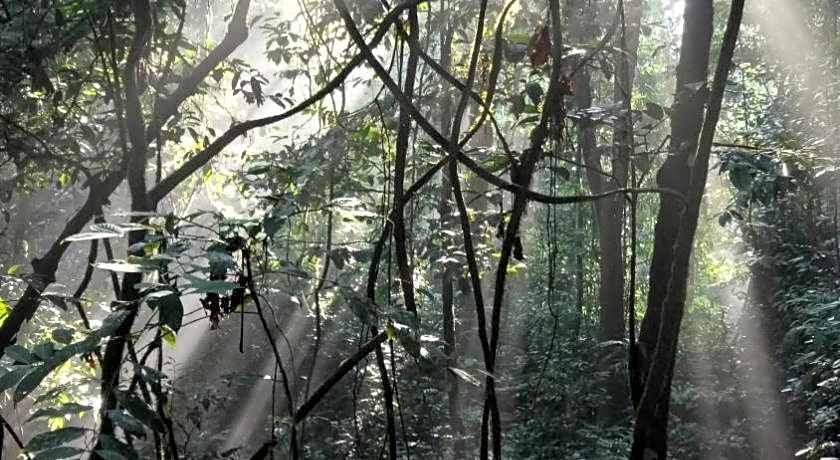 Green lodge tangkahan 