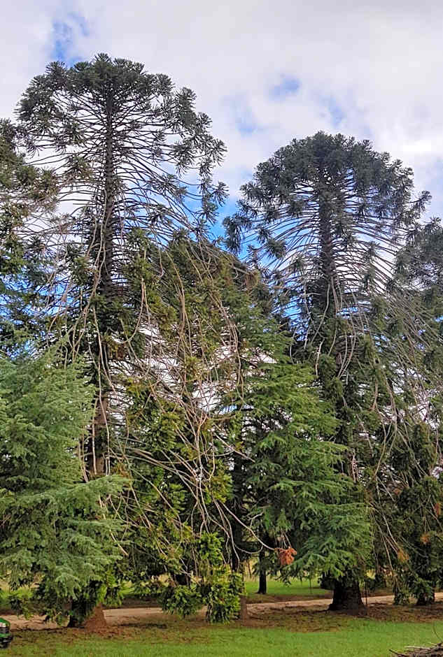 Blair Athol Homestead