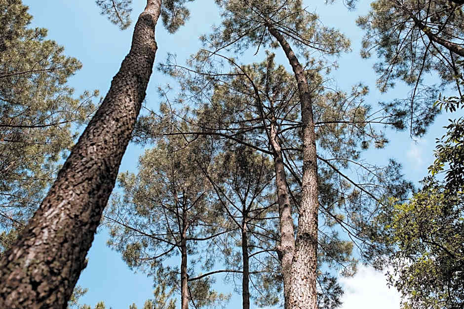 Tiny Stay - Ecolodge