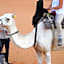 Desert Camel Trekking Camp