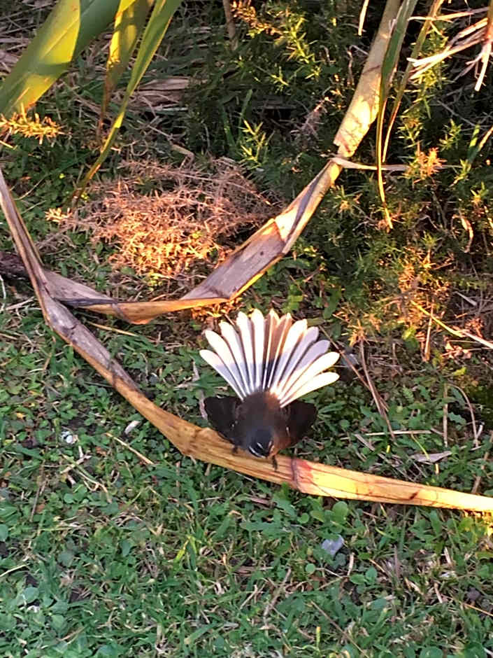 Punakaiki Treehouse Limited