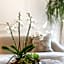 Villa Ganz Boutique Hotel