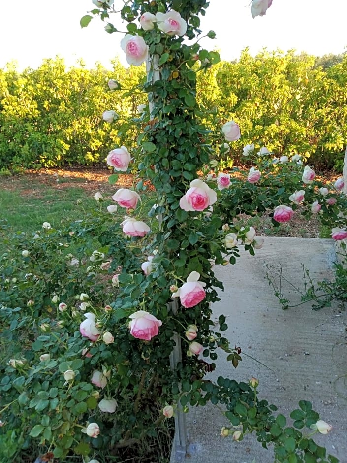 Il giardino dei tramonti