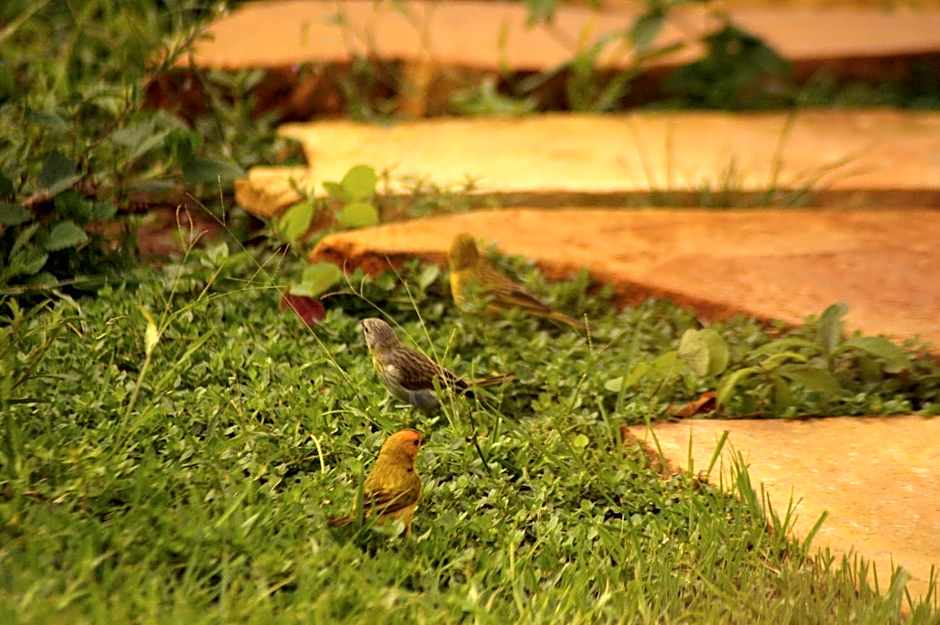 Espaço Amarelo