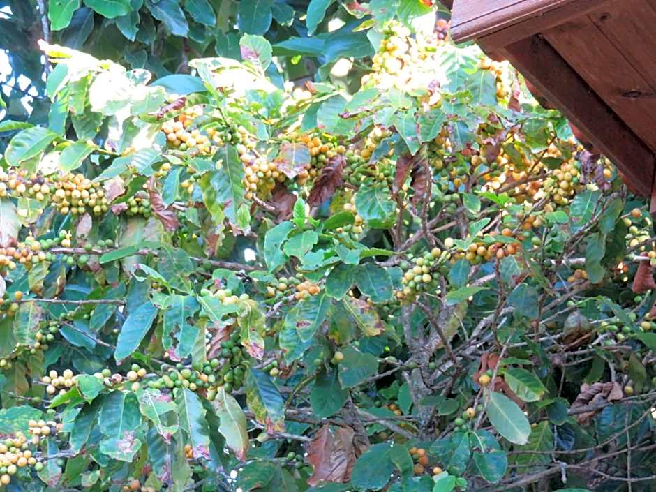 Pousada Biso Finoca Ibiraquera