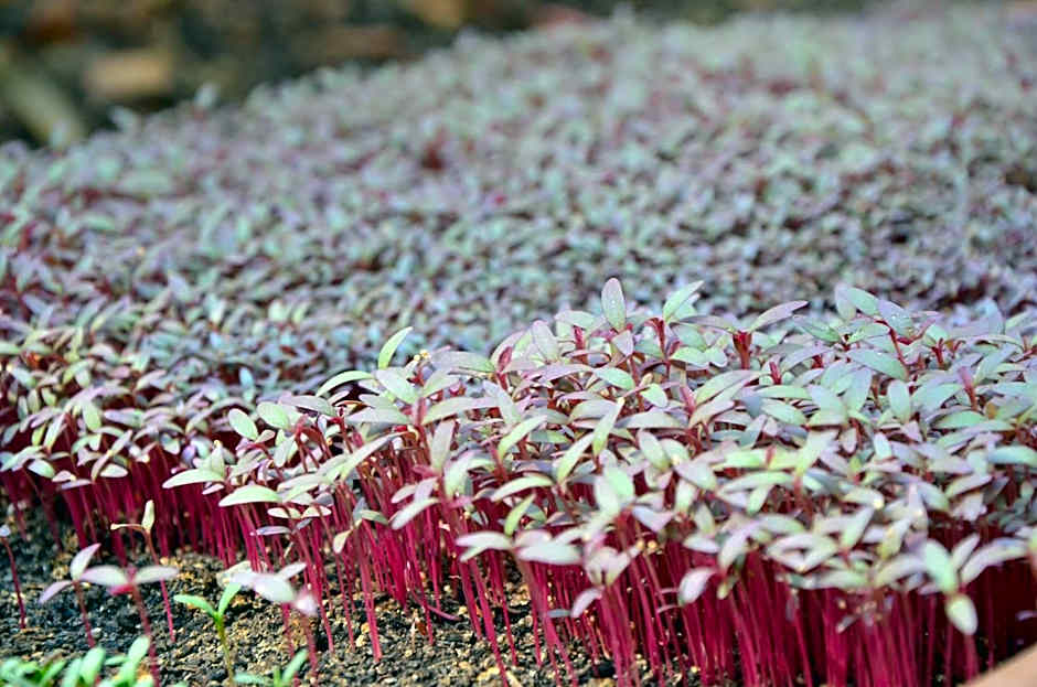 Vitrage Holiday Village and Spa