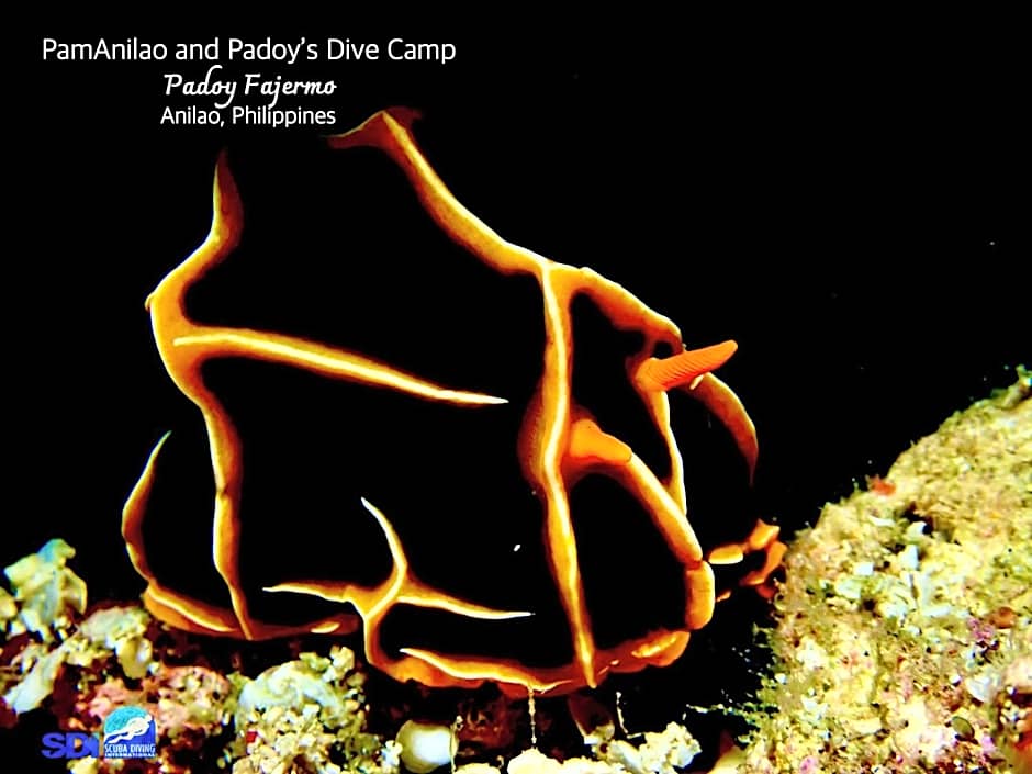 PamAnilao and Padoy's Dive Camp