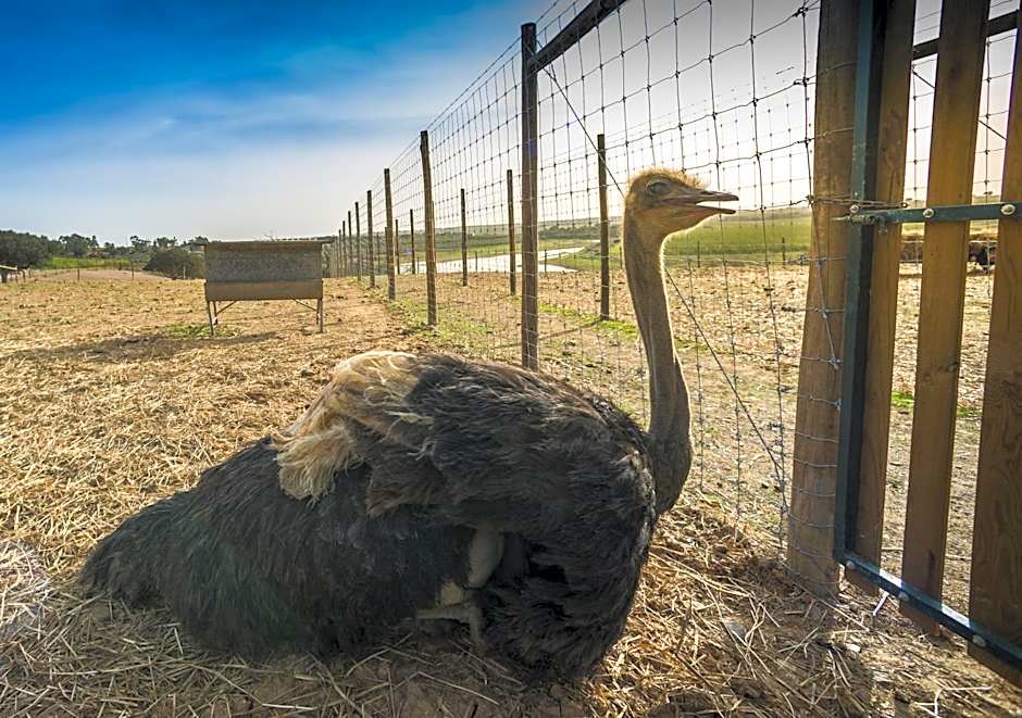 Vila Gale Alentejo Vineyard - Clube de Campo