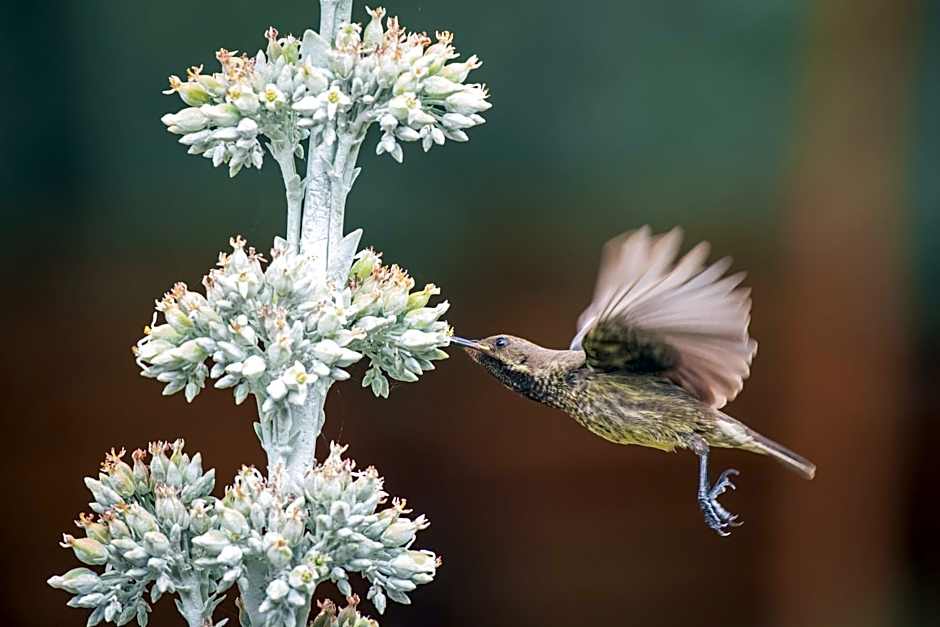Ku Sungula Safari Lodge