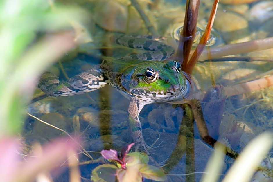 Ô Saveur de l’Instant