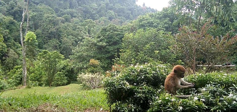 Green Forest Tangkahan