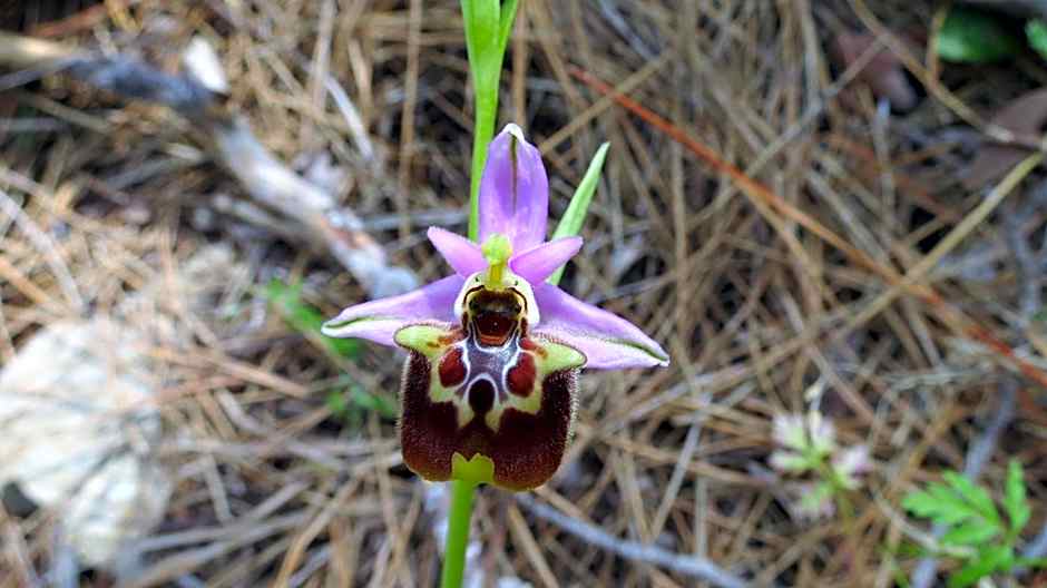 HavaSuPark Bungalows