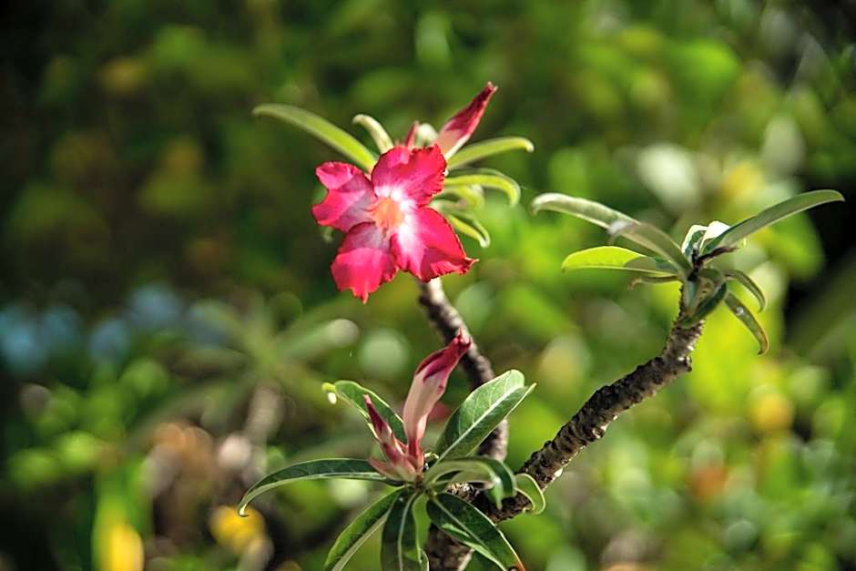 Villa Paradis des Colibris