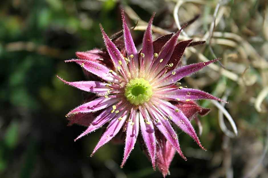 Les Chalets du Villard