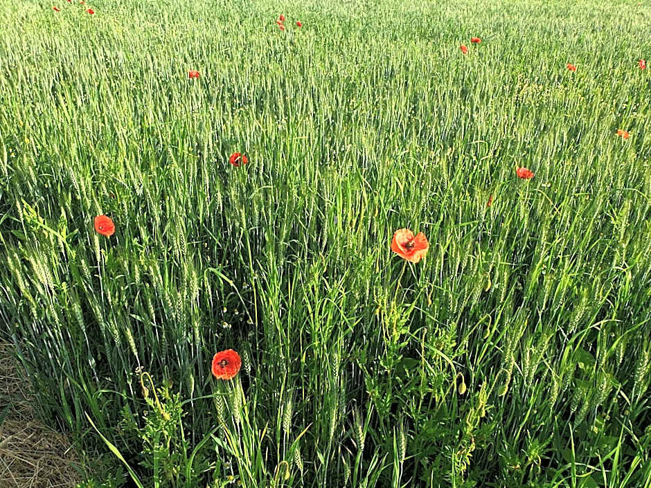 HECO Colmar Nord - ex Première Classe