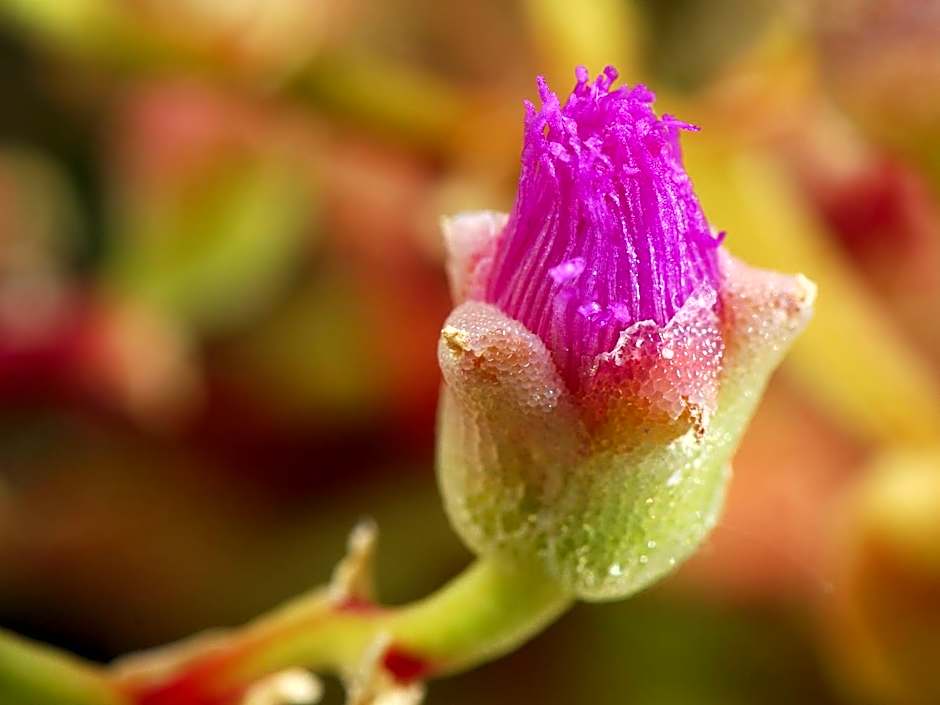 Naries Namakwa Retreat