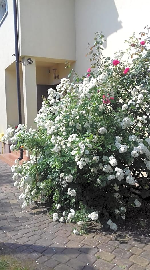 Domki Kapitańskie z prywatnym polem do gry w Mini Golf