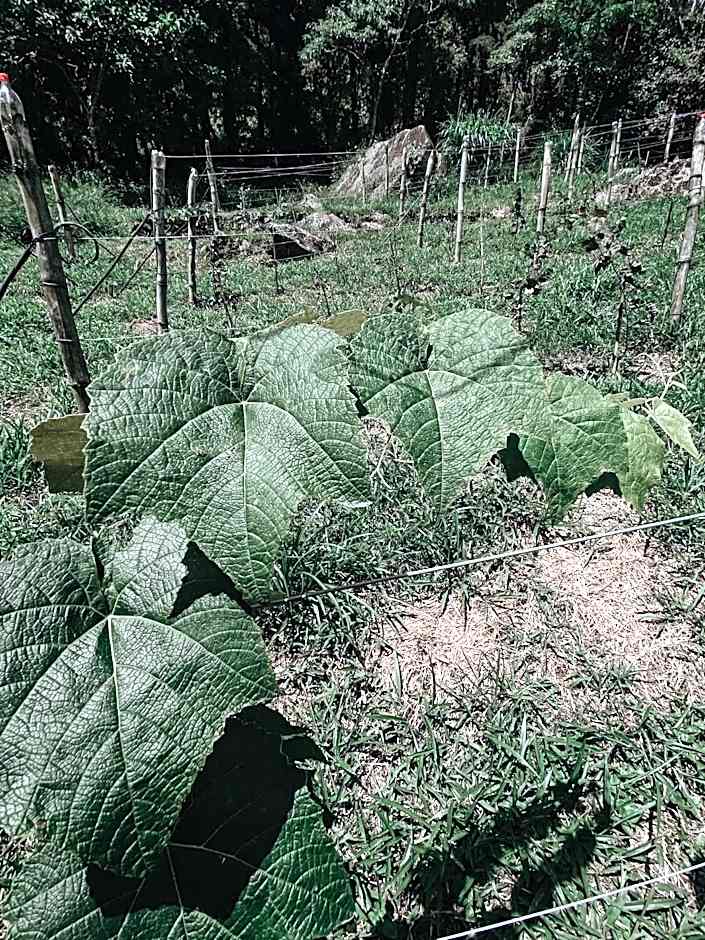 Pousada Quinta das Nascentes