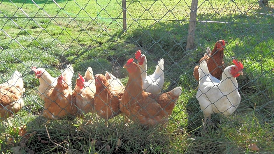 Biobauernhof Obereck