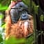 Gino's Place - Guest House & Jungle Trekking