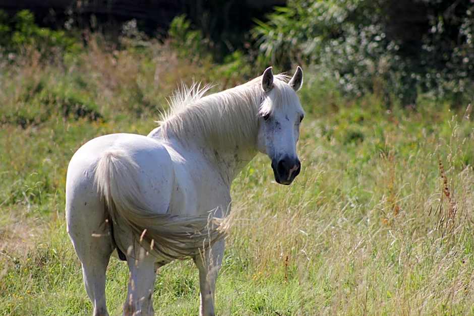 Chambres d'hôtes Mas Petit Prince