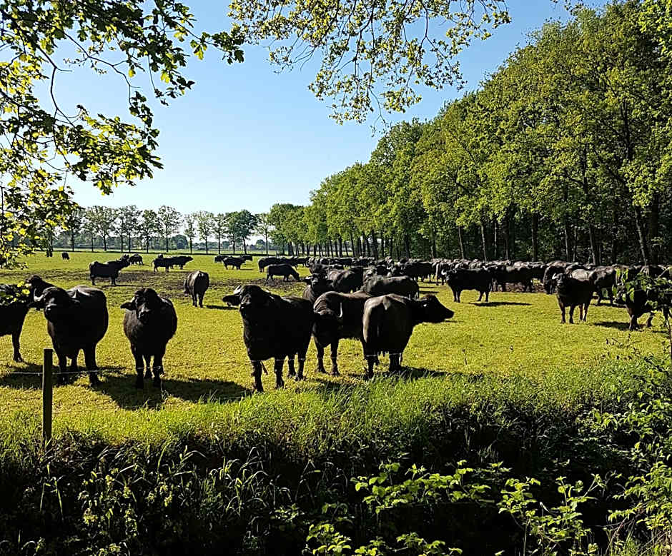 Vakantiepark Camping de Peelpoort